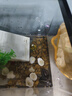 BARBAROUS GROWTH烏龜飼養(yǎng)缸生態(tài)造景家用帶蓋小型別墅爬臺底部排水專用箱巴西龜缸 蓋板+曬臺+雨淋過濾+曬背燈+禮包 中號-30*18*18cm 黑色【防逃逸|加厚|加高】 曬單實拍圖