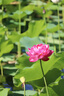 欖菊蚊香盤加大艾草香型蚊香片30圈盤香黑蚊香強(qiáng)力驅(qū)蚊驅(qū)蟲防蚊微煙片 艾草清香型 30圈 1筒 曬單實(shí)拍圖