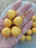 順豐包郵姑娘果鮮果新鮮水果燈籠果菇娘果東北特產(chǎn)現(xiàn)摘當(dāng)季 姑娘果3斤裝 曬單實(shí)拍圖