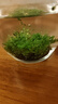 瘋狂水草坨草魚缸水草入門魚缸水培植物趴地矮珍珠水草小坨 源頭直發(fā)包郵 曬單實(shí)拍圖