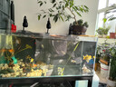 貝森（BESSN）溪流缸全套魚缸底柜過濾金晶超白水族館直播加厚鋼架子雙層繁殖 雙層溪流缸 上100*45*45下80*45*45 曬單實拍圖
