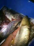 魚誘超強(qiáng)誘魚粉釣魚小藥誘食添加劑一粒爆餌料黑坑野釣專用鯉鯽草鳊魚 紅色【野釣專用】 5瓶【買三送二】爆桿不負(fù)責(zé) 曬單實(shí)拍圖