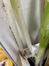 佳農(nóng) 正宗山東安丘鐵桿大蔥 凈重5斤 新鮮蔬菜 地標(biāo)特產(chǎn) 源頭直發(fā) 曬單實(shí)拍圖
