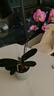 花大師青苔水苔蝴蝶蘭專用土干苔蘚蘭花營(yíng)養(yǎng)土植料盆栽鋪面天然種植透氣 特優(yōu)青苔400g 長(zhǎng)絨苔蘚 散開24升 曬單實(shí)拍圖