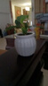 行湘金鉆水培綠植桌面綠植盆栽觀葉盆景+白色南瓜塑料吸水盆 源頭直發(fā) 曬單實(shí)拍圖