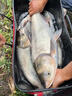 小鳳仙伊勢尼魚鉤子線組綁好子線雙鉤野釣大物專用魚鉤成品套裝鰱鳙鉤 伊勢尼有刺（鉤11#/線5.0#） 子線雙鉤-20付盒裝 曬單實拍圖
