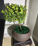 開(kāi)時(shí)果 小葉赤楠盆景擺件 辦公室桌面綠植花卉好養(yǎng)盆栽植物源頭直發(fā)包郵 【熱銷(xiāo)款】舍得紫砂盆+黑石+底座 曬單實(shí)拍圖