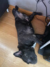 皇家狗糧 成犬狗糧 犬糧 通用犬型 CC 通用糧 ≥12月 8KG 曬單實拍圖