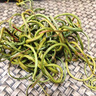 精皇化石草50克腎精草嗷嗷叫黃金草當(dāng)季養(yǎng)生花草茶男女送禮腎精茶 曬單實(shí)拍圖