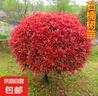 紅葉石楠樹(shù)苗工程綠化苗木籬笆植物石楠苗石楠球四季常綠庭院花壇 紅葉石楠球30厘米冠幅 曬單實(shí)拍圖