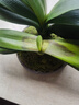 君子蘭室內(nèi)綠植辦公室桌面植物客廳大盆栽花卉喬遷送老師高端盆景 26cm大盆【君子蘭】 整套成品（山石苔蘚，帶盆種好） 曬單實(shí)拍圖