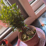 小葉赤楠老樁盆栽盆景迷你植物室內(nèi)花卉辦公室桌面小綠植好養(yǎng)四季 精品小葉赤楠+原生盆 精品小葉赤楠 曬單實拍圖