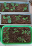 壽禾 薄皮辣椒苗帶土微辣蔬菜苗 泡椒薄皮辣椒苗6棵帶肥源頭直發(fā)包郵 曬單實拍圖