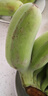 廣西蘋果蕉香甜小香蕉自然熟粉蕉西貢蕉新鮮水果禁止蕉綠 蘋果蕉 5斤 泡沫箱打包 香甜軟糯 曬單實(shí)拍圖