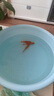 金魚活魚苗冷水紅草金觀賞魚小型淡水好養(yǎng)活魚養(yǎng)殖生態(tài)小魚缸泰獅 【4-7CM】紅草金隨機3條 曬單實拍圖