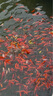 貝斯特錦鯉魚(yú)飼料40斤魚(yú)糧 不渾水增肥增色 錦鯉魚(yú)食金魚(yú)顆粒觀(guān)賞魚(yú)飼料 貝斯特【主食】20kg 1號(2mm)上浮料 曬單實(shí)拍圖