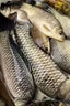 一包搞定鯉魚(yú)魚(yú)餌河冠鯉魚(yú)坑野釣垂釣鯉魚(yú)餌料一散見(jiàn)效餌料 1包【河冠鯉500g】 曬單實(shí)拍圖