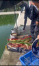 阿盧p04輕口高靈敏度鯽魚漂鯉魚漂醒目蘆葦浮漂黑坑野釣滑口弱口浮標 LPP04蘆葦本色60cm（19目） 4號一支(吃鉛約1.73克) 曬單實拍圖