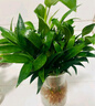 行湘白掌盆栽一帆風順綠植盆栽花卉室內(nèi)好養(yǎng) 小白掌+早安盆 源頭直發(fā) 曬單實拍圖