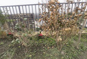 正宗耐冬茶花樹(shù)苗耐熱茶花地栽南北方種風(fēng)景樹(shù)四季不落葉茶花大樹(shù) 耐冬茶花 4cm粗【精品樹(shù)形優(yōu)美1.5-1.7米高 曬單實(shí)拍圖