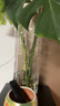 石子樹加厚大號(hào)富貴竹龍竹透明玻璃花瓶水培水養(yǎng)鮮干花客廳插花落地花瓶 口徑15高度40CM竹筒【加厚加重】 曬單實(shí)拍圖