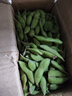 新鮮青毛豆現摘帶殼毛豆鮮嫩毛豆角農村自種蔬菜應季青毛豆 新鮮精品-帶殼毛豆-2斤 曬單實(shí)拍圖
