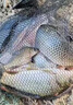 一包搞定鯉魚魚餌河冠鯉魚坑野釣垂釣鯉魚餌料一散見效餌料 3包【河冠鯉1500】 曬單實(shí)拍圖
