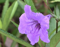 歐舒丹甜蜜櫻花護(hù)手霜150ml保濕滋潤(rùn)手部滋養(yǎng)法國(guó)進(jìn)口送女友禮物 曬單實(shí)拍圖