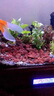 JCZS德國(guó)品牌火山石魚缸專用水族造景墊底砂古法養(yǎng)魚材料大塊過濾石火 【魚缸造景19-20斤】紅火山石5-10厘米() 曬單實(shí)拍圖