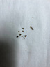 康佳（KONKA）康佳超聲波潔牙器洗牙器結(jié)石去清除潔洗牙齒沖洗器去黃牙結(jié)石神清潔器煙漬茶漬工具醫(yī)用母親節(jié)禮物 星空藍(lán)95%選擇【真超聲波醫(yī)療器械認(rèn)證】 4支噴頭 曬單實(shí)拍圖