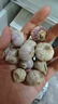 京喜自營云南紫皮獨頭蒜干蒜高原珍珠蒜新鮮蔬菜調(diào)料 優(yōu)惠 3斤 單果2cm左右 曬單實拍圖