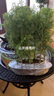水杉樹(shù)苗客廳桌面微型小盆景水松樹(shù)云杉水培植物室內(nèi)好養(yǎng)盆栽綠植 叢林水杉一盆7棵（培育盆發(fā)貨） 帶土球不帶盆 曬單實(shí)拍圖