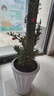 石榴花盆栽觀賞石榴樹老樁帶果室內(nèi)客廳綠植四季好養(yǎng)易活植物花卉 4年爆盆精棵 曬單實拍圖