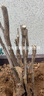 鑫意牡丹花苗正宗洛陽(yáng)牡丹花樹(shù)苗盆栽大苗牡丹苗花種四季重瓣花卉花籽 白雪塔 牡丹苗2-3分叉+肥料 曬單實(shí)拍圖