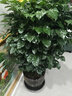 歐芽  幸福樹(shù)客廳大盆栽室內好養花卉盆景綠植辦公室常青植物 【精品叢生幸福樹(shù)】高1.2-1.3米 帶盆栽好 曬單實(shí)拍圖