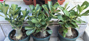 沙漠玫瑰盆栽重瓣花卉庭院植物耐旱室內(nèi)四季陽臺(tái)盆景懶人好養(yǎng)綠植 沙漠玫瑰【筑夢(mèng)】3年老樁+加侖盆 曬單實(shí)拍圖