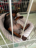 皇家狗糧幼犬狗糧幼犬奶糕寵物小型犬MIJ31全價(jià)犬糧2-10月8KG 曬單實(shí)拍圖