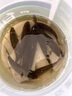 何健弓野釣過(guò)江風(fēng)餌料顆粒配釣魚(yú)噴霧劑誘魚(yú)餌羊油釣魚(yú)仙丹過(guò)江風(fēng)魚(yú)餌新款過(guò)江風(fēng)顆?！?瓶】 曬單實(shí)拍圖