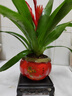 想開招財(cái)手鴻運(yùn)當(dāng)頭盆栽植物花卉玉扇室內(nèi)好養(yǎng)客廳四季開花大盆辦公室 柿柿如意紅盆/辦公桌面招財(cái)款 曬單實(shí)拍圖