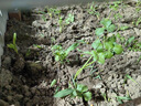 大禹西芹苗芹菜苗帶土秧苗批發(fā)秋季壽光四季盆栽蔬菜 大芹菜苗秧苗 20棵 帶土活苗 曬單實(shí)拍圖