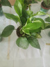 雙盟綠蘿盆栽除甲醛花卉綠植辦公室新房凈化空氣180加侖4盆裝源頭直發(fā) 曬單實拍圖