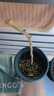 紫藤花樹苗四季開花爬藤綠植物紫藤蘿花卉盆栽陽臺庭院室內(nèi)外圍墻 美國藤【盆栽苗】 粗度1cm（高度70cm） 曬單實拍圖