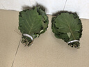 新鮮采摘粽子葉端午節(jié)用槲葉菠蘿柞樹葉伯樂葉玻璃葉大胡葉 新鮮大槲葉100片 曬單實拍圖