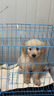 咯咪純種金毛幼犬狗狗活體幼崽寵物狗金毛犬小狗崽活犬尋回犬大型犬 母 曬單實拍圖