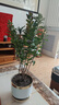 紫薇花盆栽植物樹室內(nèi)陽臺(tái)庭院觀花四季好養(yǎng)百日紅耐熱老樁樹苗 紫薇花+磚石白盆 曬單實(shí)拍圖