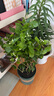 丁香花 盆栽 狗牙丁香花苗 丁香花樹苗 室內(nèi)種植 庭院種植都可以 老根茉莉花香濃郁 不含盆 曬單實拍圖
