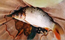 谷蜀香谷蜀香叁滴誘釣魚餌料添加劑小藥鯽魚鯉魚草魚鰱鳙誘食餌料爆護(hù) 50ml一滴攝魂 三滴爆護(hù) 曬單實拍圖
