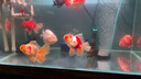 馬印新款馬印筒燈神燈三基色魚缸LED燈金魚原生專用爆藻增艷定時調光 新款超色筒燈100W（帶支架42*30cm） 曬單實拍圖