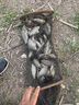 東強(qiáng)釣魚(yú)小藥強(qiáng)效誘魚(yú)添加劑黑坑野釣鯽魚(yú)鯉魚(yú)草青魚(yú)專用餌料窩料大全 秘殺通【野釣黑坑四季通用】 曬單實(shí)拍圖