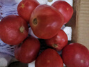 疆域采虹正宗普羅旺斯西紅柿現摘新鮮沙瓤蔬菜特產(chǎn)水果生吃西紅柿自然熟 甄選超值18-24枚 單果約 50g + 曬單實(shí)拍圖